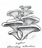 LONG Mushroom Log