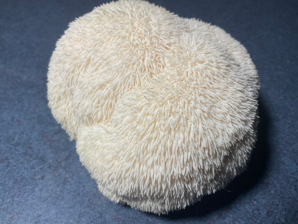 Lion's Mane the SMART mushroom