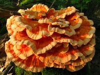 LONG Mushroom Log