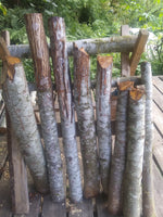 SOLD OUT for year. Bear-Clawed Reishi Mushroom Log - medium+