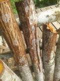 SOLD OUT for year. Bear-Clawed Reishi Mushroom Log - medium+