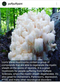LONG Mushroom Log